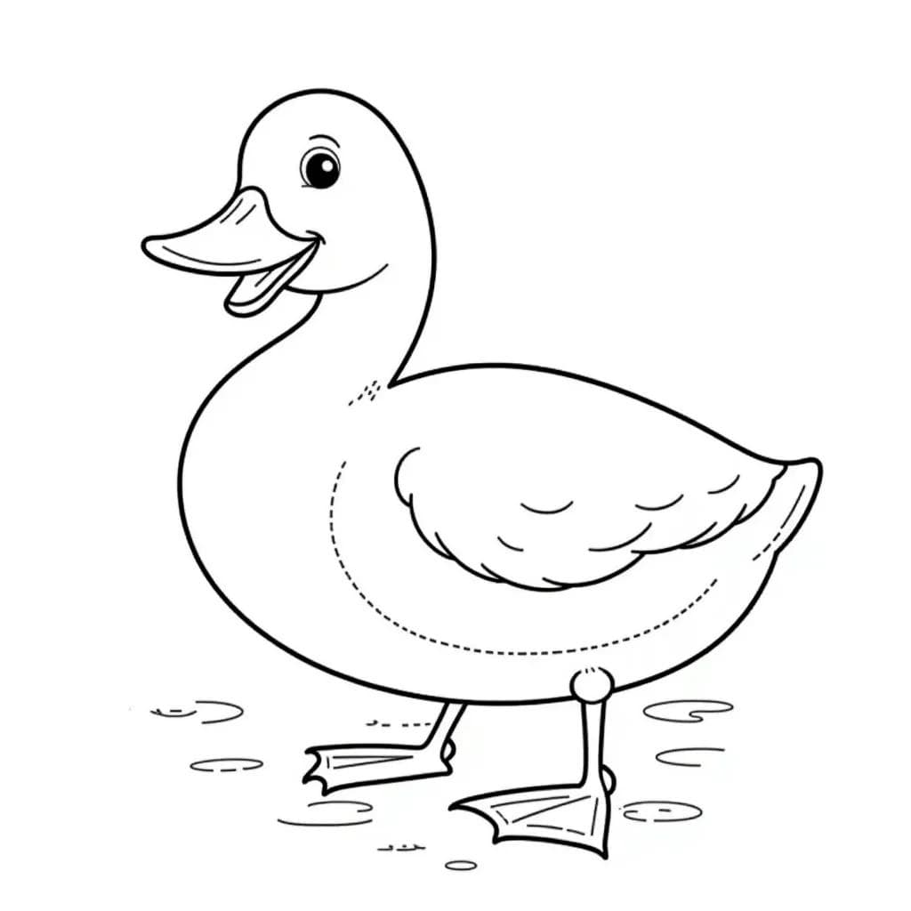 Duck